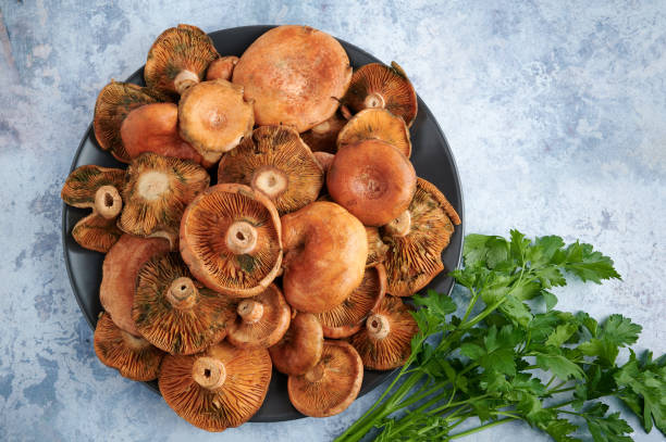 Rovellons